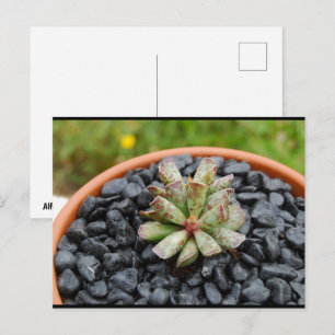Carte Postale Adromischus, Plante Succulente