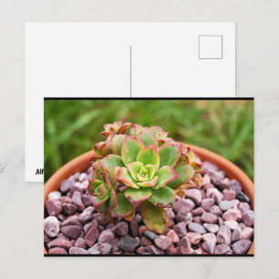Carte Postale Aeonium Haworthii, plante succulente de Haworth