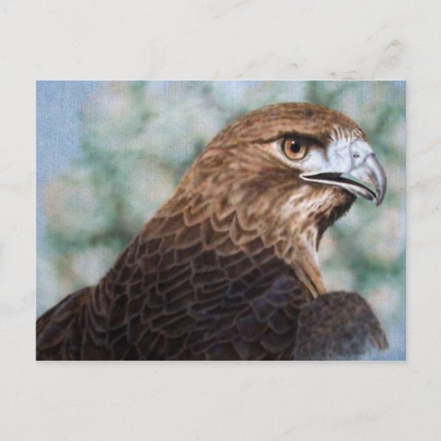 Carte Postale Aérographe à queue rouge (Devant)