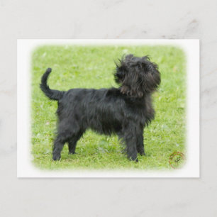 Carte Postale Affenpinscher 9R095D-092