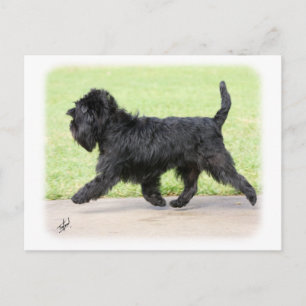 Carte Postale Affenpinscher 9Y516D-063