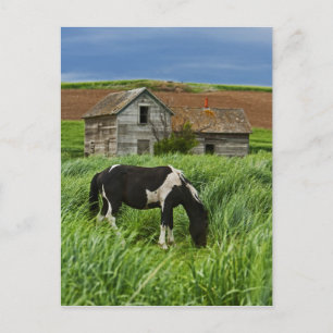 Carte Postale Affichage des chevaux dans un champ de la Palouse 