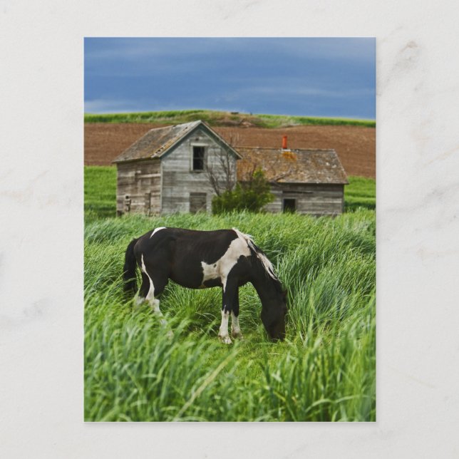 Carte Postale Affichage des chevaux dans un champ de la Palouse  (Devant)