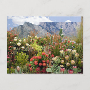 Carte Postale affichage floral sud-africain de fleurs sauvages
