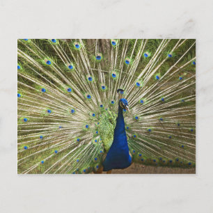 Carte Postale Affichage Peacock