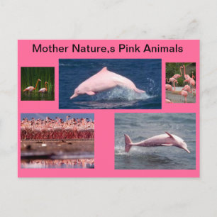 Carte Postale affichage rose extraordinaire des dauphins et des