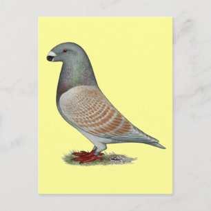 Carte Postale Afficher l'option récessive Racer