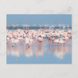 Carte Postale Africa, Namibie, Walvis Bay
