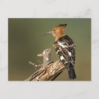 Carte Postale Africain Hoopoe