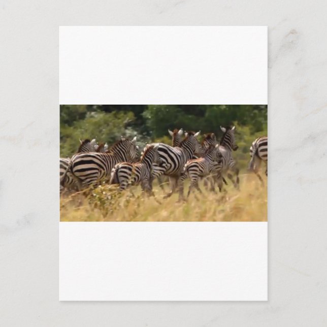 Carte Postale Africain Zebra cool (Devant)
