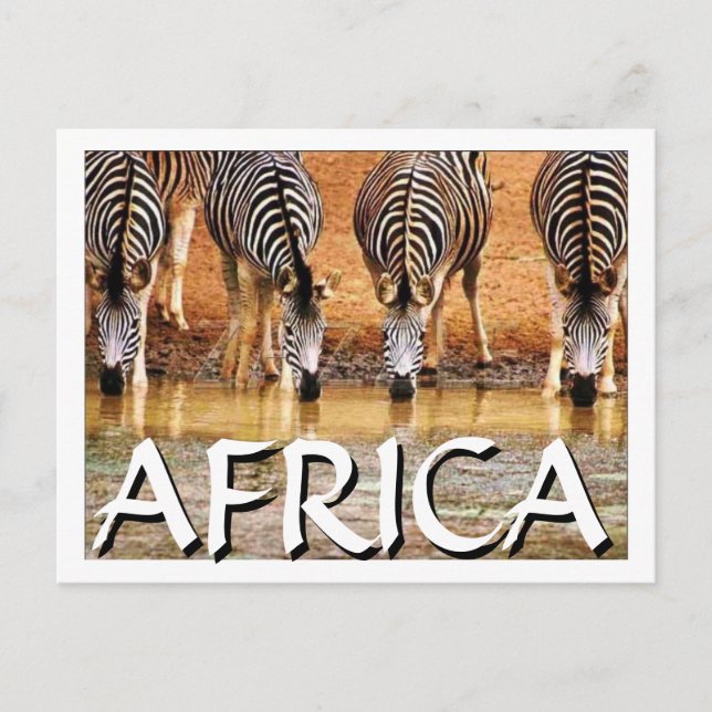 Carte Postale AFRICAIN ZEBRA - (Mojisola Onifade) (Devant)