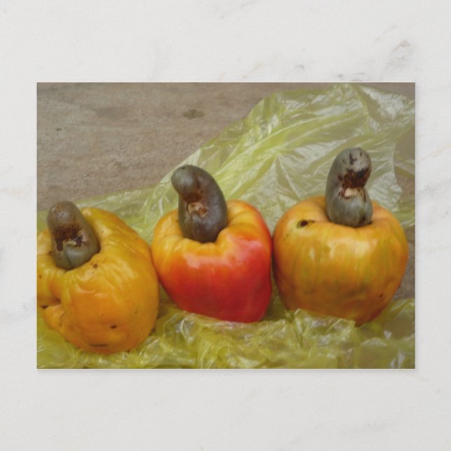 Carte postale africaine Cashew Nut Fruit (Devant)