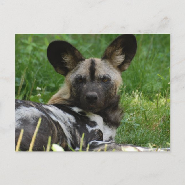 Carte postale africaine Wild Dog (Devant)