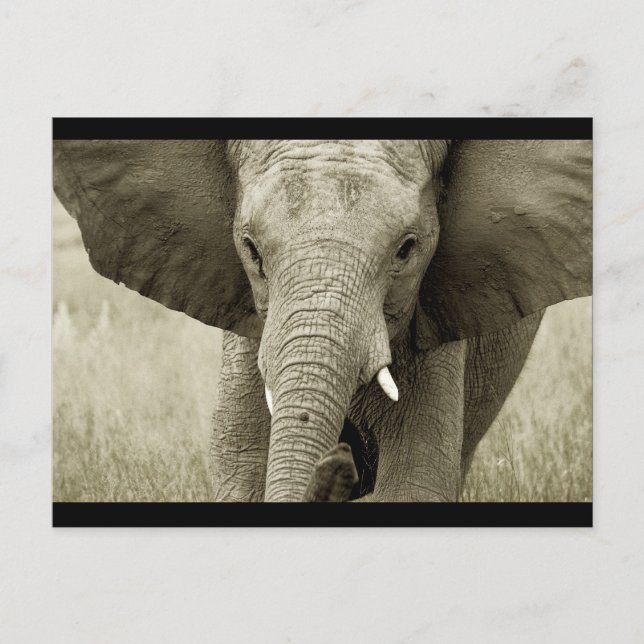 Carte postale African Bull Elephant (personnaliser (Devant)