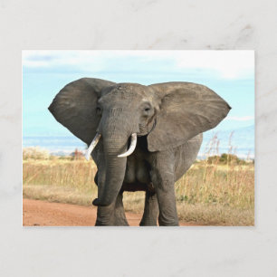 Carte Postale African Bush Elephant Marche vers le but de succès