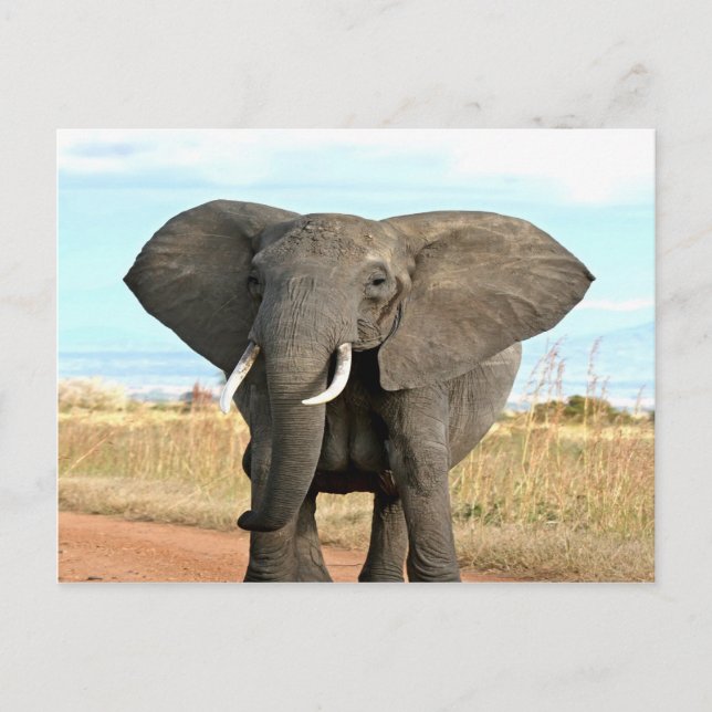Carte Postale African Bush Elephant Marche vers le but de succès (Devant)