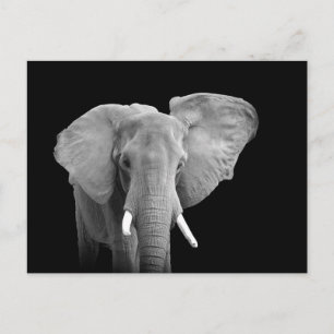 Carte Postale African Elephant on Black - Postcard