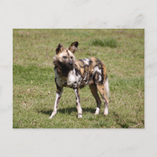 Carte Postale african-wild-dog-015