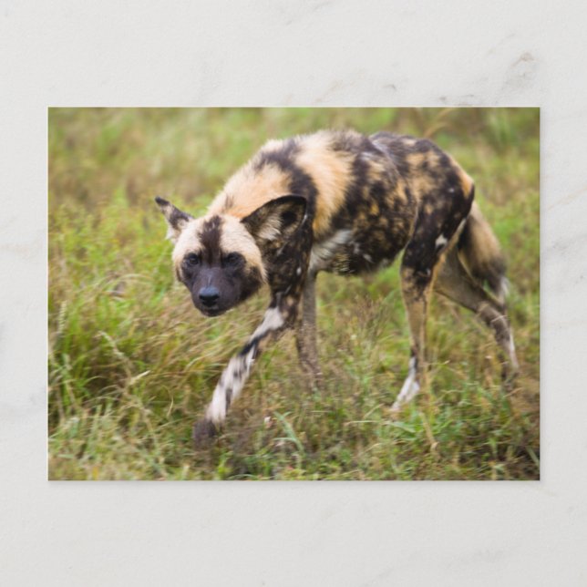 Carte Postale African Wild Dog, Madikwe Game (Devant)