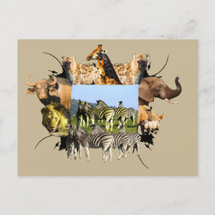 Carte Postale African Wildlife Frame Blue Sky Zebra