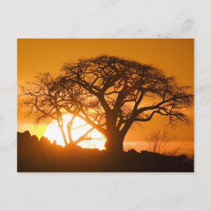 Carte Postale Afrique, Botswana, Coucher de soleil silhouette Ba