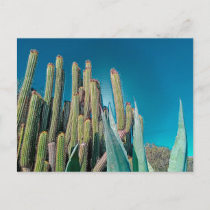 Carte Postale Afrique Désert Cactus Plantes Prickly Pear