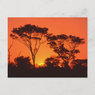 Carte Postale Afrique du Sud. Coucher de soleil africain.