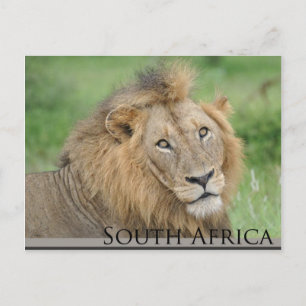 Carte Postale Afrique du Sud - lion mâle