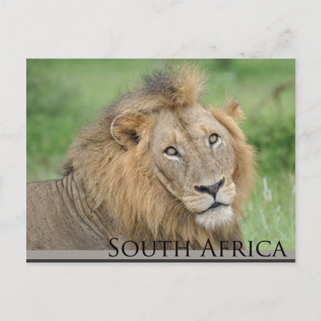 Carte Postale Afrique du Sud - lion mâle (Devant)