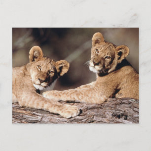 Carte Postale Afrique du Sud, lionceaux
