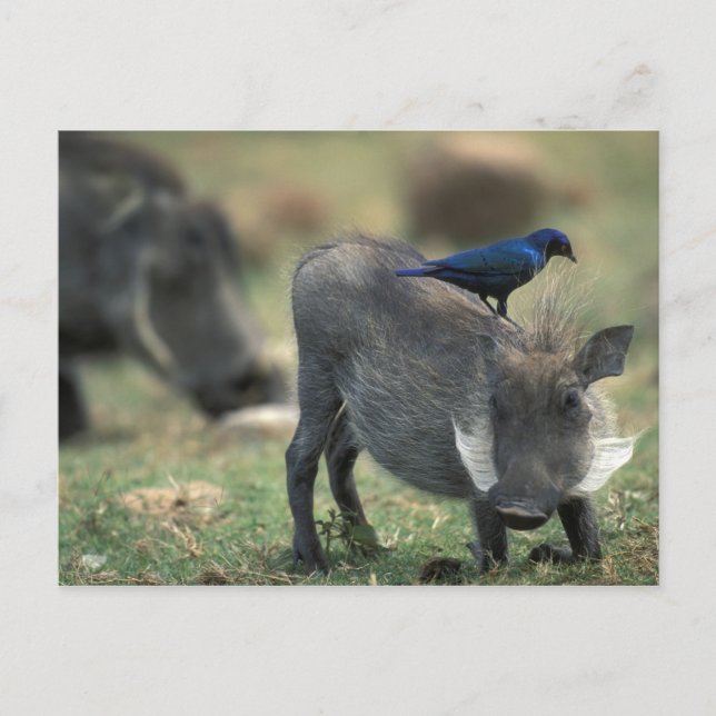 Carte Postale Afrique du Sud, Pilanesburg GR, Warthog (Devant)