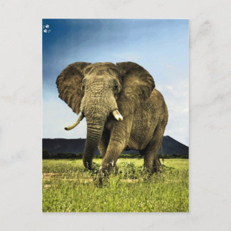 Carte Postale afrique-éléphant
