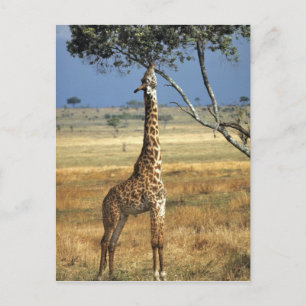 Carte Postale Afrique, Kenya, Amboseli NP. A Common, ou Masai,