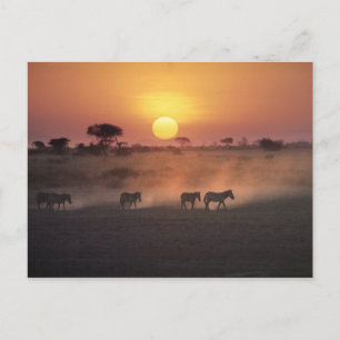 Carte Postale Afrique, Kenya, Amboseli NP. Marche de Zebra