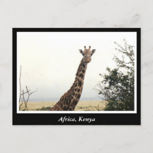 Carte Postale Afrique Kenya animaux sauvages