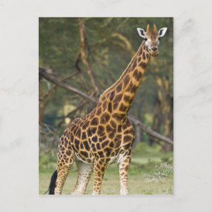 Carte Postale Afrique. Kenya. Girafe de Rothschild au lac 2