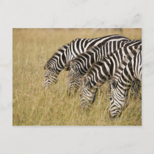 Carte Postale Afrique, Kenya, Maasai Mara