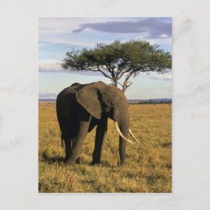Carte Postale Afrique, Kenya, Maasai Mara. Un éléphant dans le