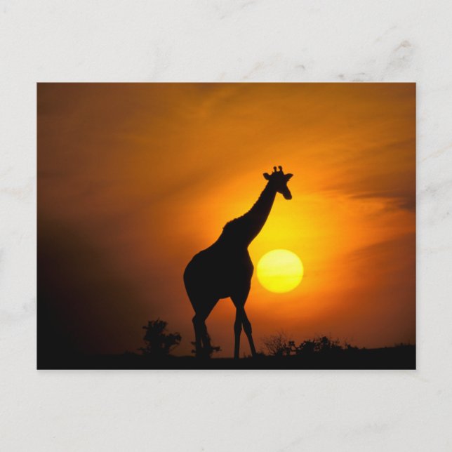 Carte Postale Afrique, Kenya, Masaï Mara. Giraffe (Devant)