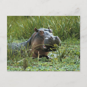 Carte Postale Afrique, Kenya, Masai Mara NR. Une hippopotame mèr