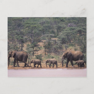 Carte Postale Afrique, Kenya, Nanyuki, Mpala. Africain