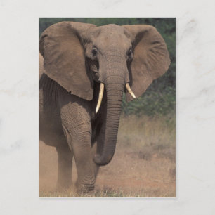 Carte Postale Afrique, Kenya, Nanyuki, Mpala. Eléphant africain.