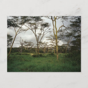 Carte Postale Afrique Kenya terres sauvages