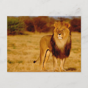 Carte Postale Afrique, Namibie, Okonjima. Lion solitaire mâle