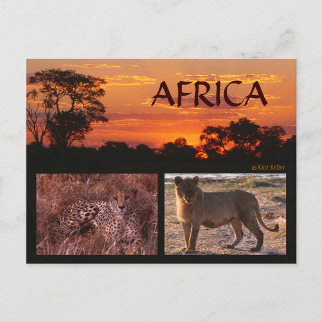 Carte postale Afrique Sunset & Big Cats (Devant)