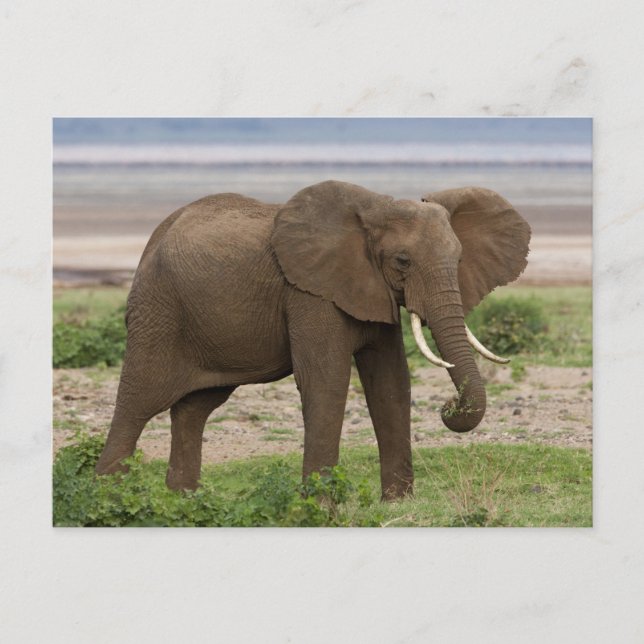 Carte Postale Afrique. Tanzanie. Éléphant au lac Manyara NP. (Devant)