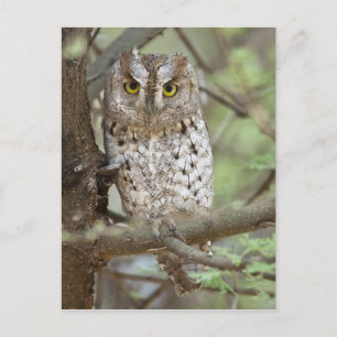 Carte Postale Afrique. Tanzanie. Petit-duc scops à Tarangire 2