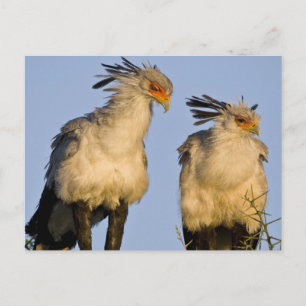 Carte Postale Afrique. Tanzanie. Secrétaire Birds à Ndutu