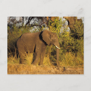 Carte Postale Afrique, Zimbabwe, Parc national des chutes Victor