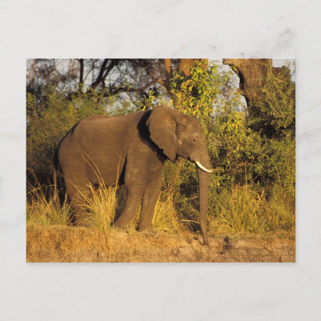 Carte Postale Afrique, Zimbabwe, Victoria Falls National Park. (Devant)